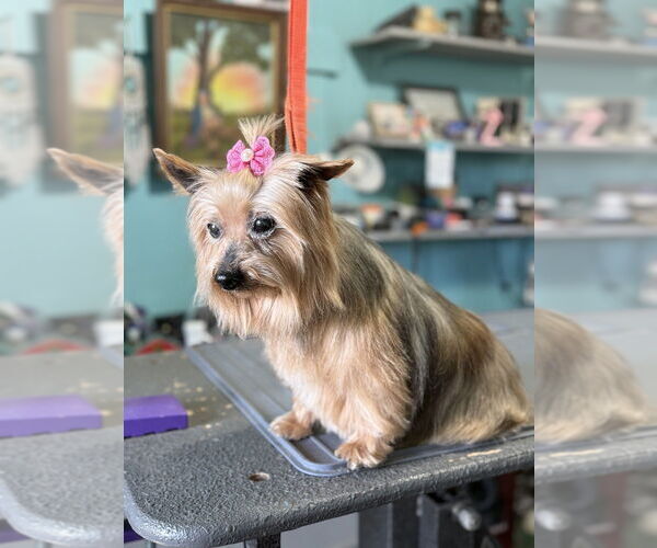 Medium Photo #1 Mutt Puppy For Sale in Mooresville, NC, USA