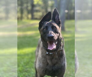 - Mix Dogs for adoption in Imlay City, MI, USA