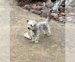 Small #1 Mutt
