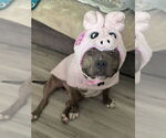 Small #3 American Bulldog Mix