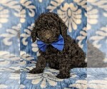 Small Photo #3 Poodle (Miniature) Puppy For Sale in KIRKWOOD, PA, USA