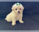 Small Photo #5 Maltipoo Puppy For Sale in HIGH POINT, NC, USA