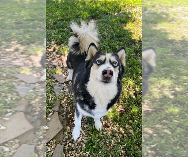 Medium Photo #2 Siberian Husky-Unknown Mix Puppy For Sale in Mooresville, NC, USA