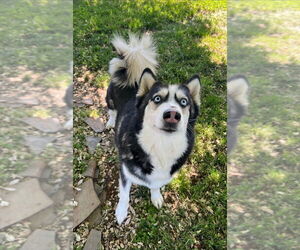 Marshall - Male Siberian Husky-Unknown Mix Dog for Adoption - Photo #2