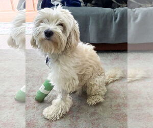 Poodle (Miniature)-Unknown Mix Dogs for adoption in Corona, CA, USA