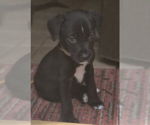 Labrador Retriever-Unknown Mix Dogs for adoption in The Woodlands, TX, USA