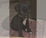 Small Labrador Retriever Mix