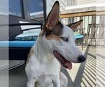 Small Photo #6 Ausky Puppy For Sale in ATLANTA, GA, USA