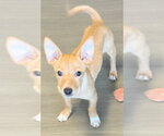 Small #1 Chihuahua Mix