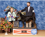 Small #6 Beauceron