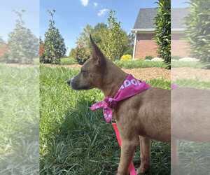 Harriet - Female Mutt Dog for Adoption - Photo #3