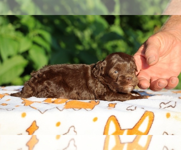 Medium Photo #3 ShihPoo Puppy For Sale in DYERSBURG, TN, USA