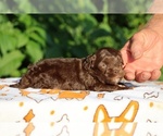 Small #2 ShihPoo