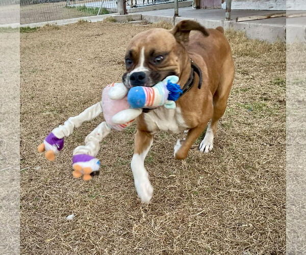 Medium Photo #4 Boxer Puppy For Sale in Dumont, NJ, USA