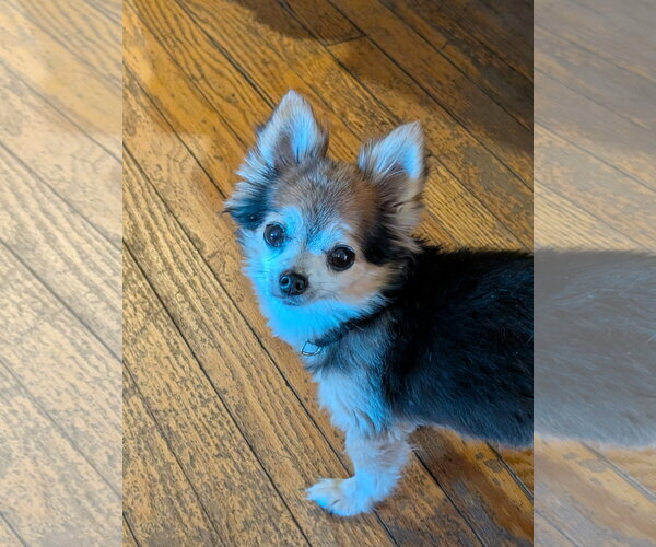 Medium Photo #11 Chihuahua-Unknown Mix Puppy For Sale in Oakhurst, NJ, USA