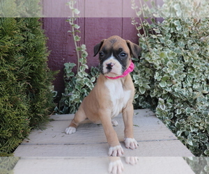 Boxer Puppy for sale in SHILOH, OH, USA