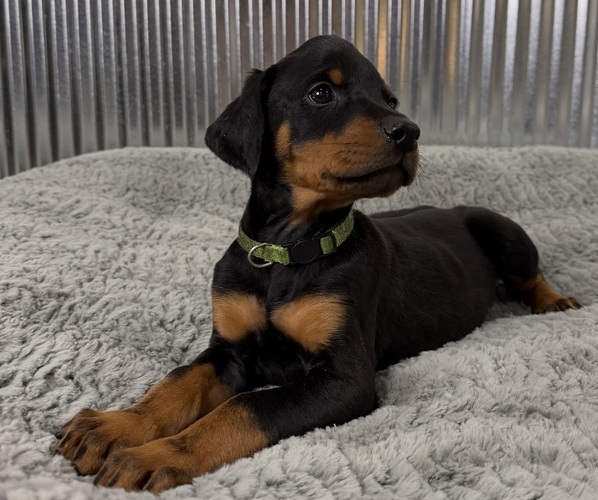 Medium Photo #5 Doberman Pinscher Puppy For Sale in PERU, KS, USA