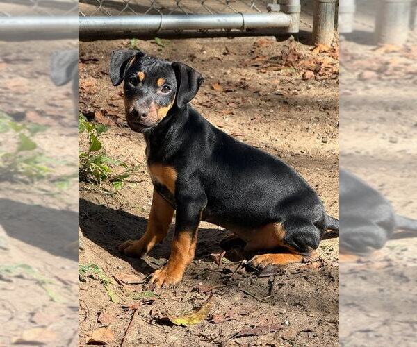 Medium Photo #1 Mutt Puppy For Sale in South Bend, IN, USA