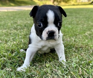 Boston Terrier Puppy for sale in GARFIELD, AR, USA