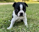 Image preview for Ad Listing. Nickname: Archie