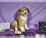 Small Photo #34 Bernedoodle-Poodle (Toy) Mix Puppy For Sale in BLACK FOREST, CO, USA