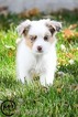 Small Photo #10 Miniature Australian Shepherd Puppy For Sale in OAKLEY, KS, USA
