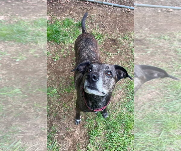 Medium Photo #2 Labrador Retriever-Mountain Cur Mix Puppy For Sale in Alexander, AR, USA