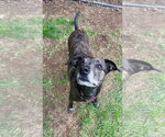 Small #1 Labrador Retriever-Mountain Cur Mix
