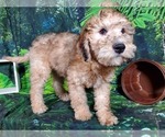 Small Photo #11 Goldendoodle (Miniature) Puppy For Sale in BLACK FOREST, CO, USA