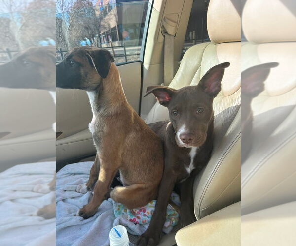 Medium Photo #8 Collie-German Shepherd Dog Mix Puppy For Sale in Lakewood, CO, USA