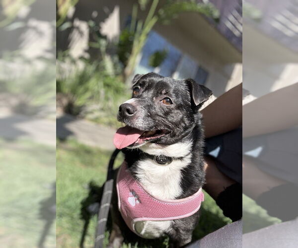 Medium Photo #4 Chihuahua Puppy For Sale in Studio City, CA, USA