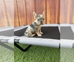 Small Photo #18 French Bulldog Puppy For Sale in OCEANSIDE, CA, USA