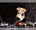 Small Photo #23 Chihuahua Puppy For Sale in CHARLESTON, AR, USA