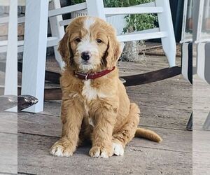 Goldendoodle Puppy for sale in GORDONVILLE, PA, USA