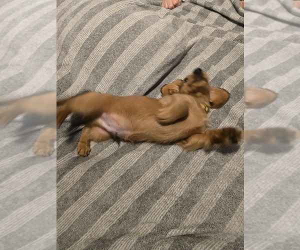 Medium Photo #4 Dachshund Puppy For Sale in TOMS RIVER, NJ, USA