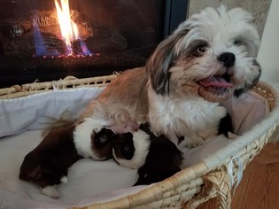 Mother of the Shih Tzu puppies born on 10/07/2017