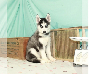 Siberian Husky Puppy for sale in LAKE SAINT LOUIS, MO, USA