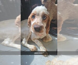 Cocker Spaniel Dogs for adoption in Studio City, CA, USA