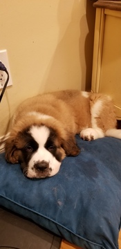 Medium Photo #1 Saint Bernard Puppy For Sale in LIVONIA, MI, USA
