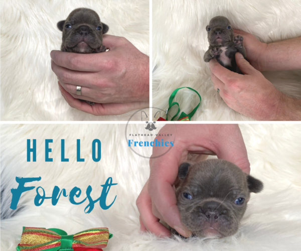 Medium Photo #2 French Bulldog Puppy For Sale in SOMERS, MT, USA