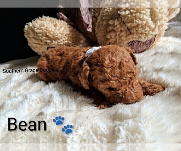 Medium Photo #8 Goldendoodle (Miniature) Puppy For Sale in GASTONIA, NC, USA