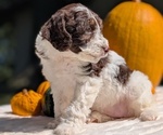 Puppy 2 Miniature Bernedoodle