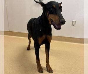Doberman Pinscher Dogs for adoption in Placerville, CA, USA