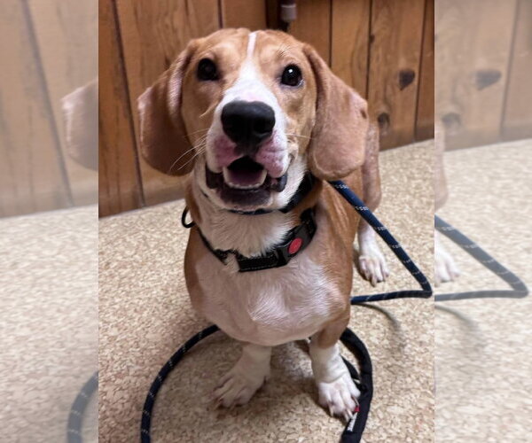 Medium Photo #7 Bagle Hound Puppy For Sale in Brookville, OH, USA