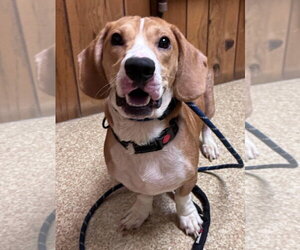 Elmer - Male Bagle Hound Dog for Adoption - Photo #7