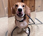Small Photo #7 Bagle Hound Puppy For Sale in Brookville, OH, USA