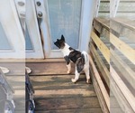 Small #7 Akita