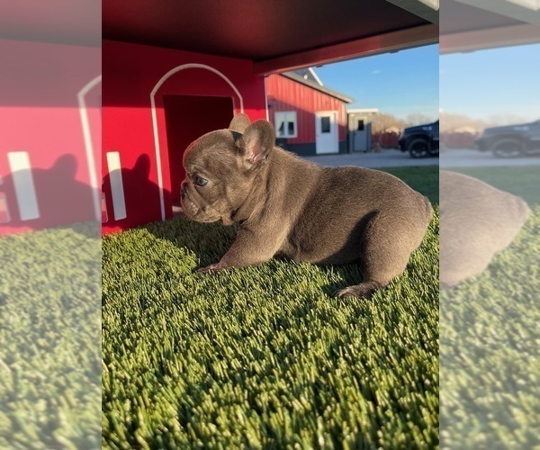Medium Photo #2 French Bulldog Puppy For Sale in WOLCOTTVILLE, IN, USA