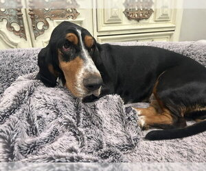 Roxy (W. Sacramento) - Female Basset Hound Dog for Adoption - Photo #2