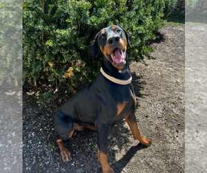 Father of the Doberman Pinscher puppies born on 05/31/2025